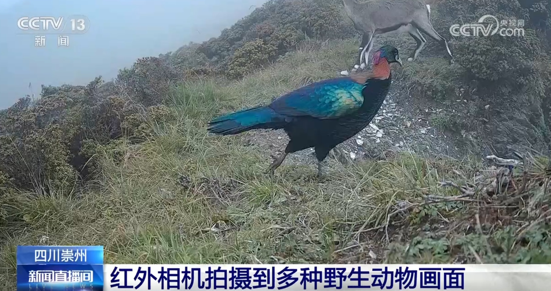 多种濒危、珍稀野生动植物频“入镜” 生机勃勃中看见大美中国