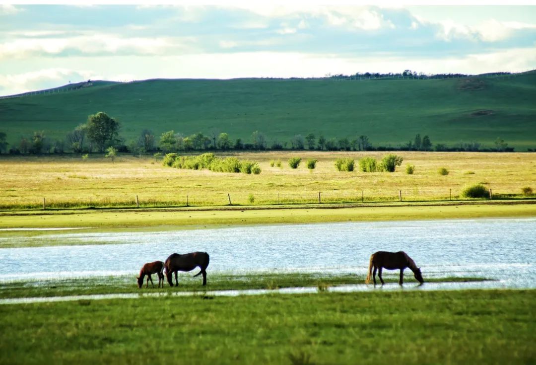 躺在家里就能放牧?听听草原上这头牛怎么“说” 躺在家里就能放牧?听听草原上这头牛怎么“说”