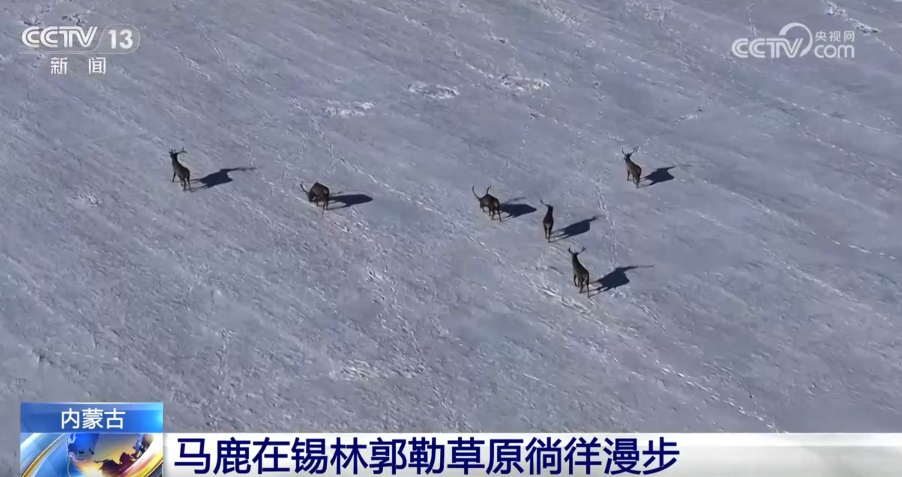 多种濒危、珍稀野生动植物频“入镜” 生机勃勃中看见大美中国