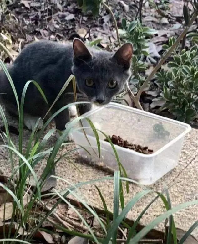 武汉一男子给流浪猫投喂药品！只因……警方回应