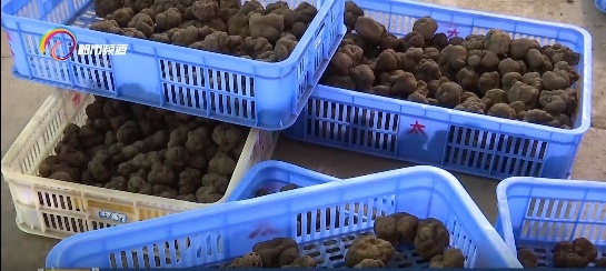 国际市场1500欧元一公斤的黑松露 竟是云南人嫌弃的“猪拱菌”! 国际市场1500欧元一公斤的黑松露 竟是云南人嫌弃的“猪拱菌”!