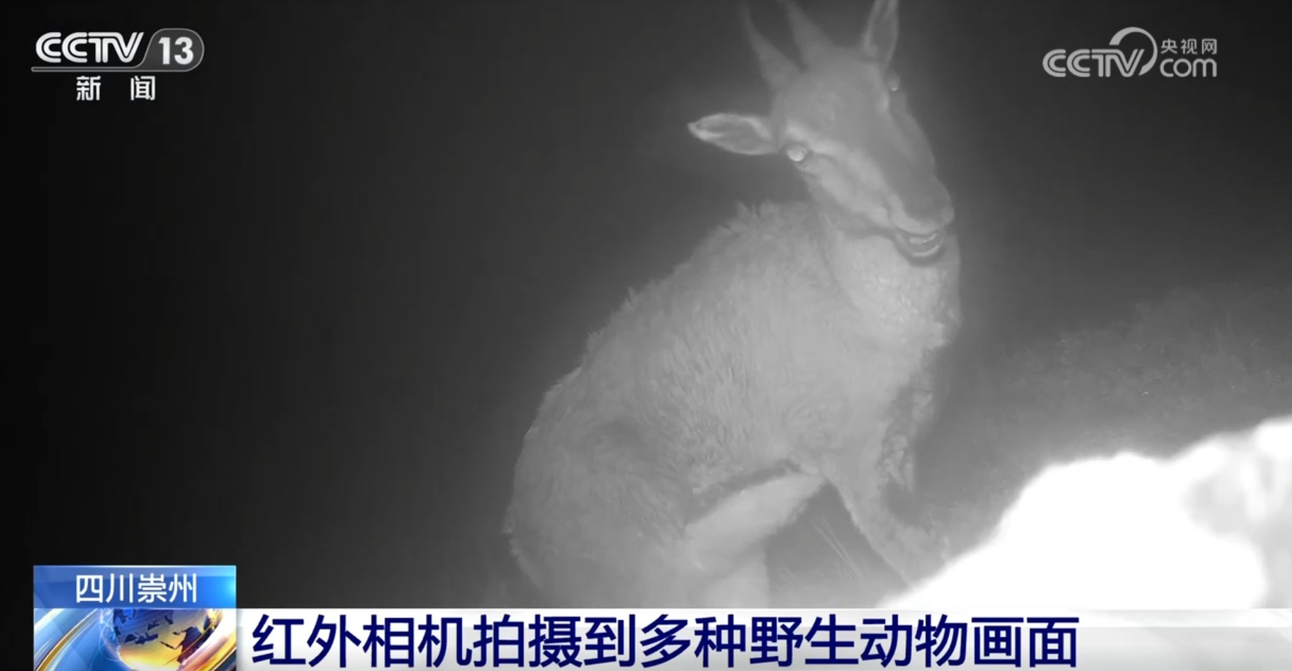 多种濒危、珍稀野生动植物频“入镜” 生机勃勃中看见大美中国