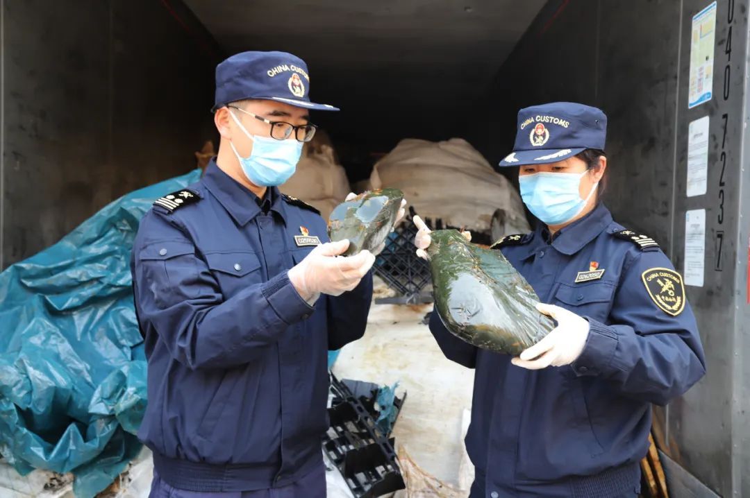 总重25吨，来自非洲马瘟疫区！这地海关首次查获走私阿胶