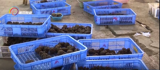 国际市场1500欧元一公斤的黑松露 竟是云南人嫌弃的“猪拱菌”! 国际市场1500欧元一公斤的黑松露 竟是云南人嫌弃的“猪拱菌”!