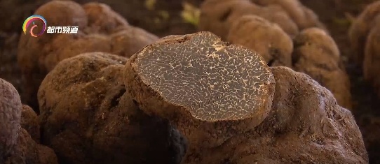 国际市场1500欧元一公斤的黑松露 竟是云南人嫌弃的“猪拱菌”! 国际市场1500欧元一公斤的黑松露 竟是云南人嫌弃的“猪拱菌”!