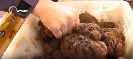 国际市场1500欧元一公斤的黑松露 竟是云南人嫌弃的“猪拱菌”! 国际市场1500欧元一公斤的黑松露 竟是云南人嫌弃的“猪拱菌”!