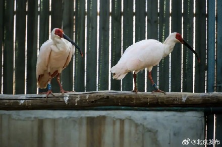 “东方宝石”，从日本回来了！