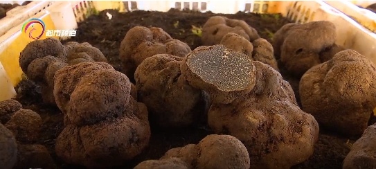 国际市场1500欧元一公斤的黑松露 竟是云南人嫌弃的“猪拱菌”! 国际市场1500欧元一公斤的黑松露 竟是云南人嫌弃的“猪拱菌”!