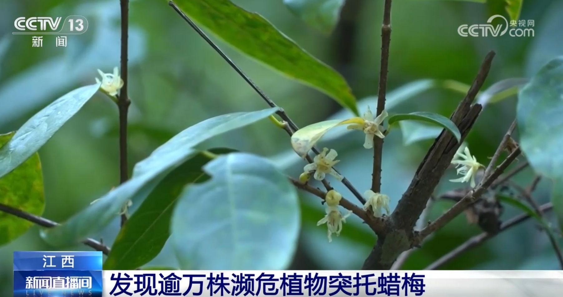 多种濒危、珍稀野生动植物频“入镜” 生机勃勃中看见大美中国