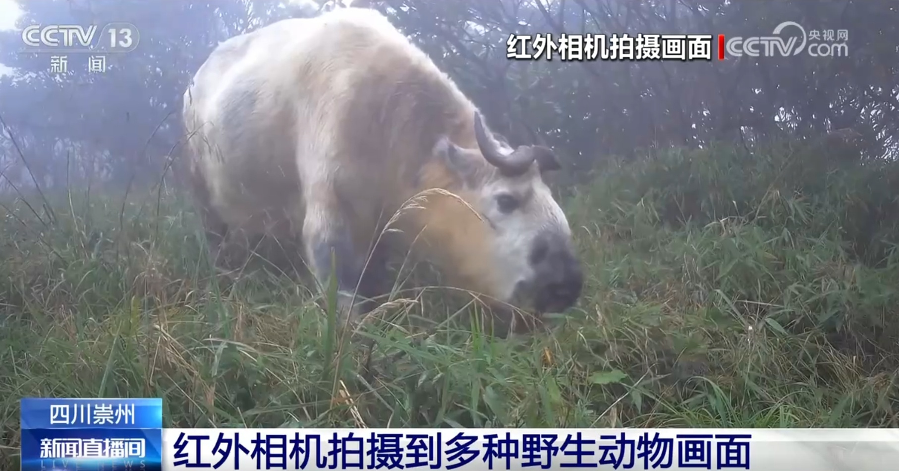 多种濒危、珍稀野生动植物频“入镜” 生机勃勃中看见大美中国