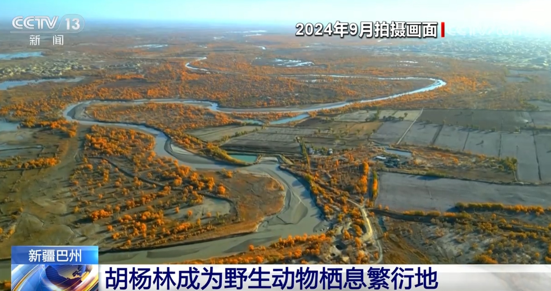 胡杨林成为栖息繁衍地 新疆塔里木河生态保护工作“结硕果”