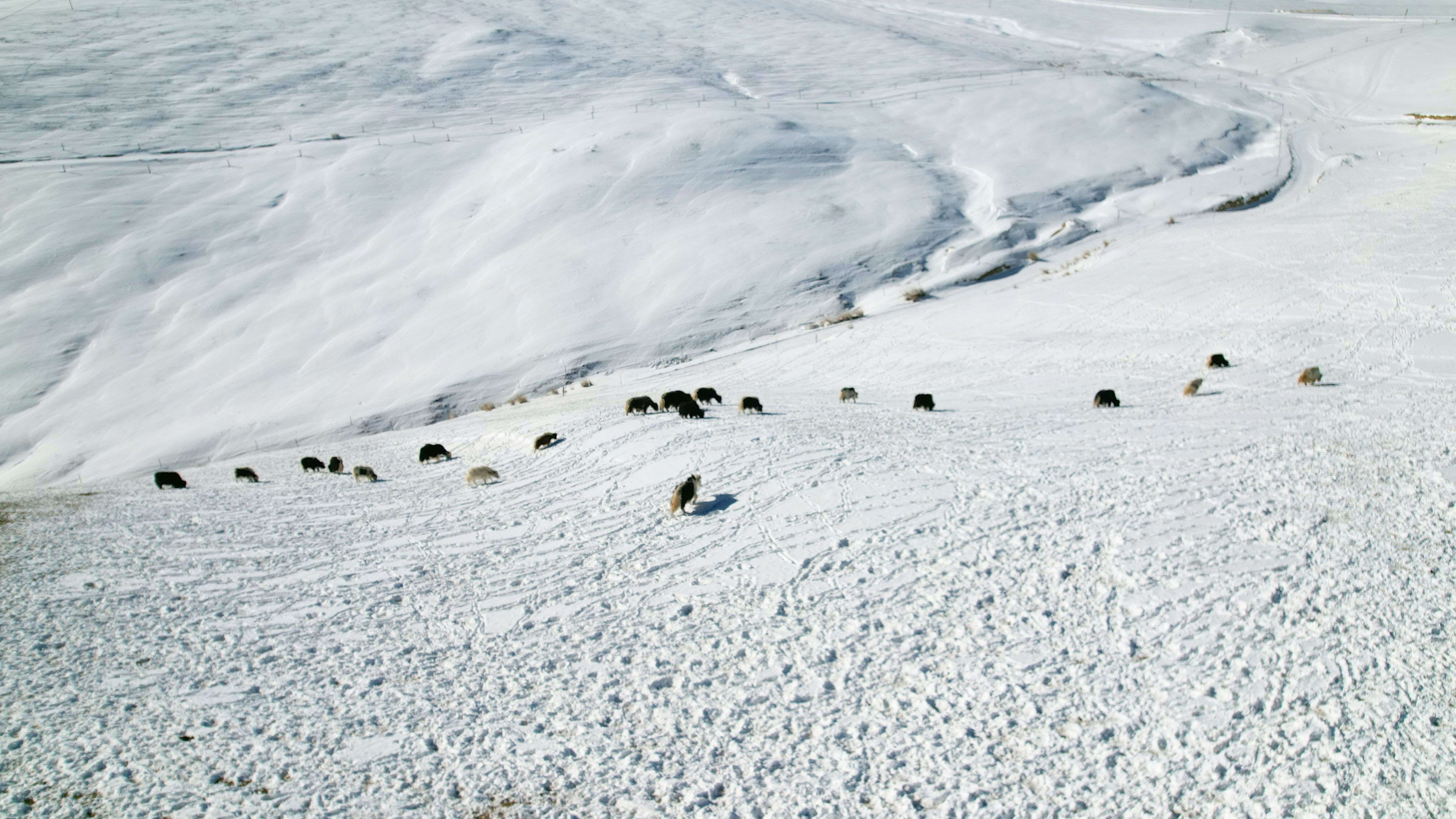 甘肃肃南无人机成为草原放牧“新牧人” 甘肃肃南无人机成为草原放牧“新牧人”