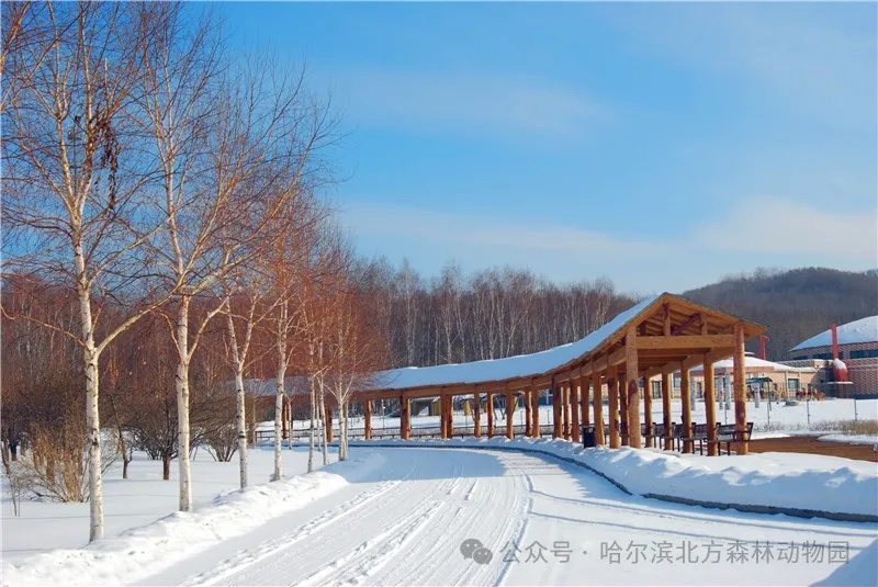 哈尔滨这里明天恢复开园！