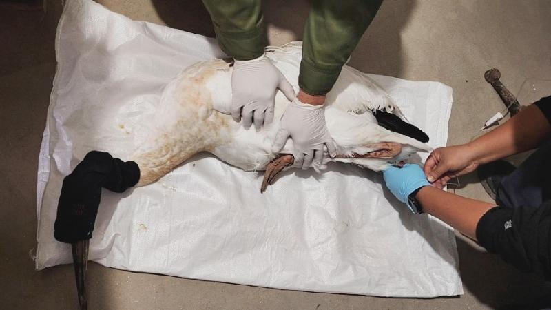 江西铜鼓:成功救助一只受伤白鹤 江西铜鼓:成功救助一只受伤白鹤