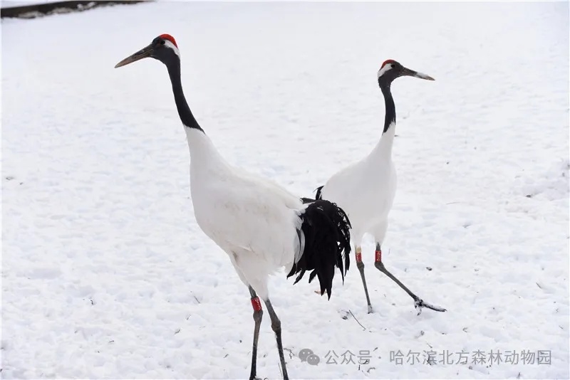 哈尔滨这里明天恢复开园！