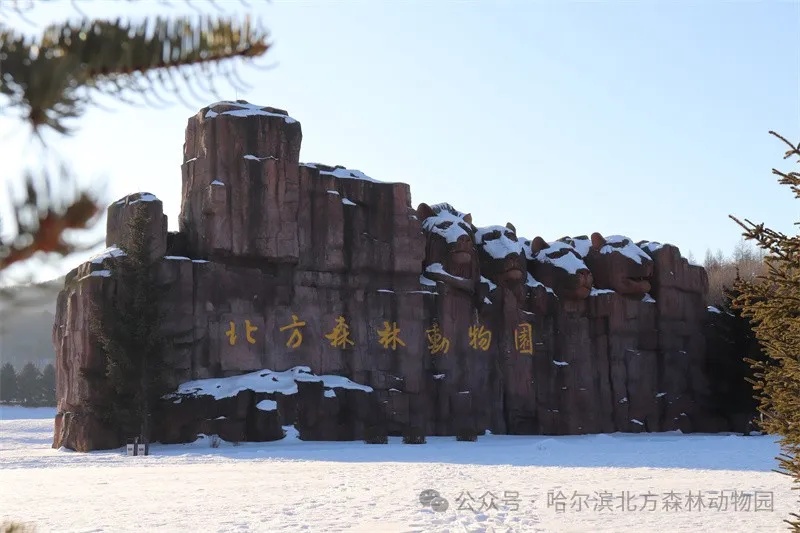 哈尔滨这里明天恢复开园！