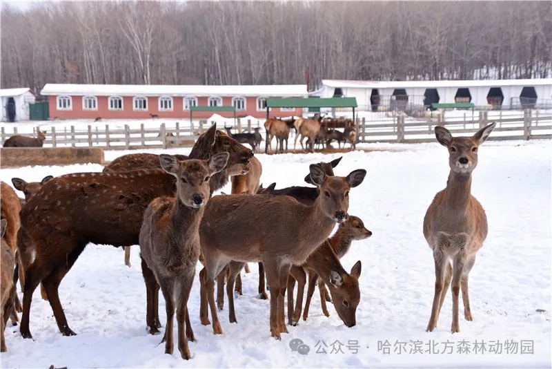 哈尔滨这里明天恢复开园！