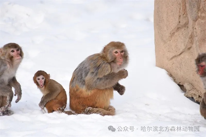 哈尔滨这里明天恢复开园！