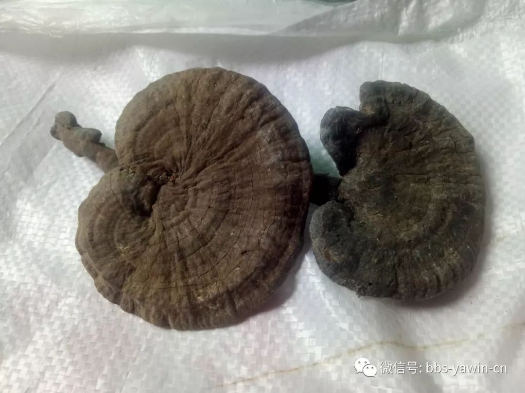 1809元/斤！网上卖出天价！专家提醒：误食会中毒！