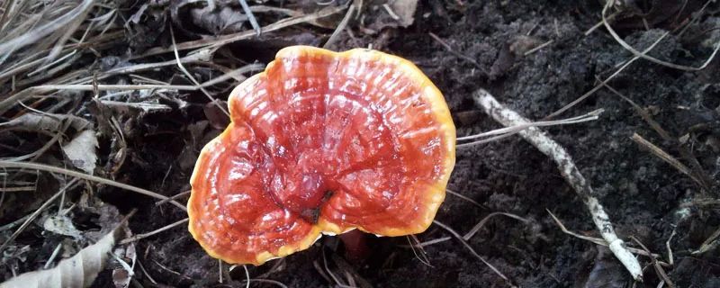 1809元/斤！网上卖出天价！专家提醒：误食会中毒！