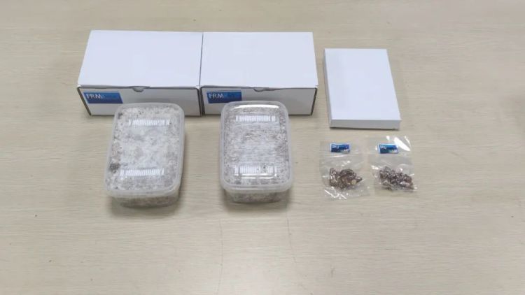 深圳邮局海关查获致幻蘑菇,已移交海关缉私部门处理 深圳邮局海关查获致幻蘑菇,已移交海关缉私部门处理