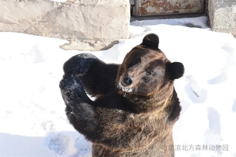 哈尔滨这里明天恢复开园！