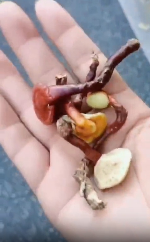 1809元/斤！网上卖出天价！专家提醒：误食会中毒！