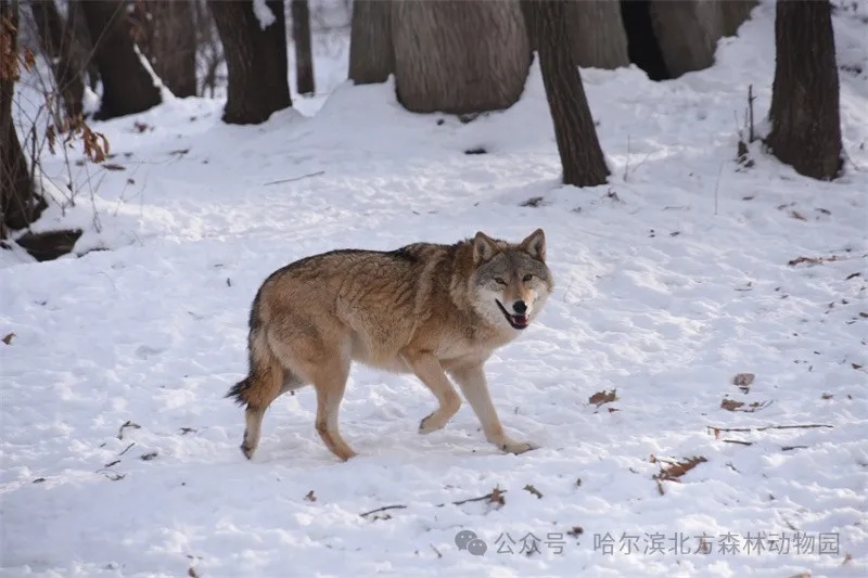 哈尔滨这里明天恢复开园！
