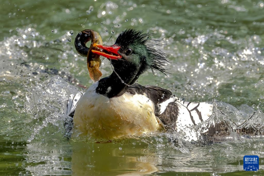 美丽中国｜19只中华秋沙鸭现身福州永泰