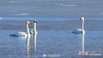 天鹅“做客”天祝鞍子山水库