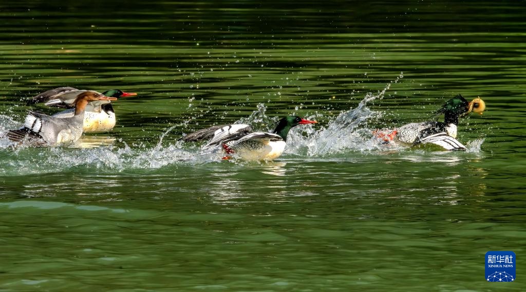 美丽中国｜19只中华秋沙鸭现身福州永泰
