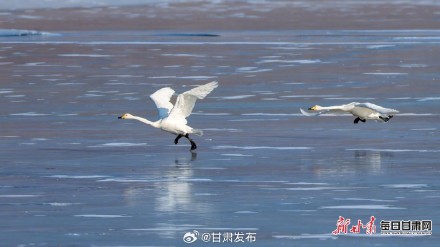 天鹅“做客”天祝鞍子山水库