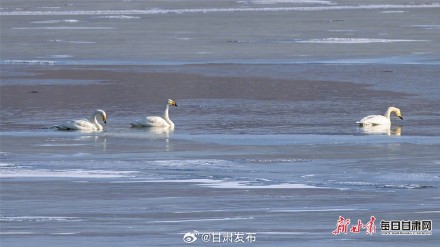 天鹅“做客”天祝鞍子山水库