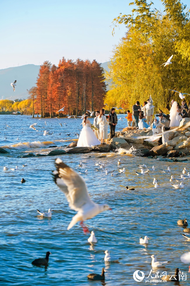 红嘴鸥与水杉点缀洱海的冬日浪漫 红嘴鸥与水杉点缀洱海的冬日浪漫