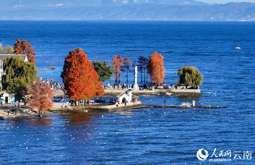 红嘴鸥与水杉点缀洱海的冬日浪漫 红嘴鸥与水杉点缀洱海的冬日浪漫