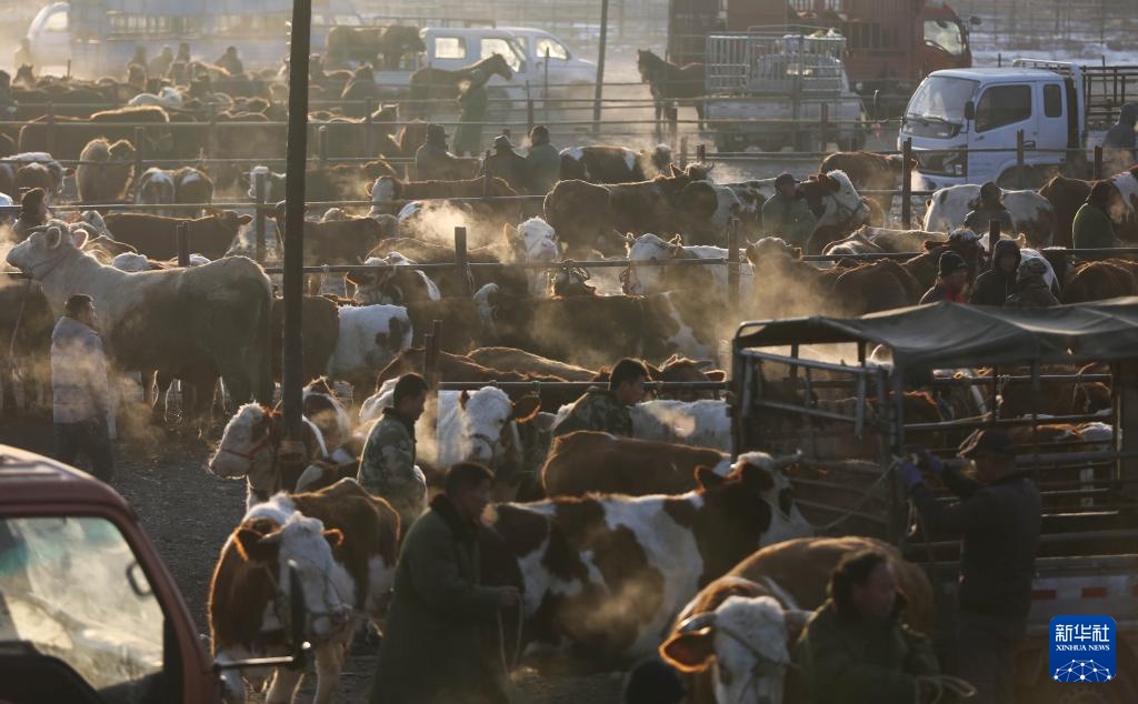 甘肃定西：冬日里的牲畜交易市场