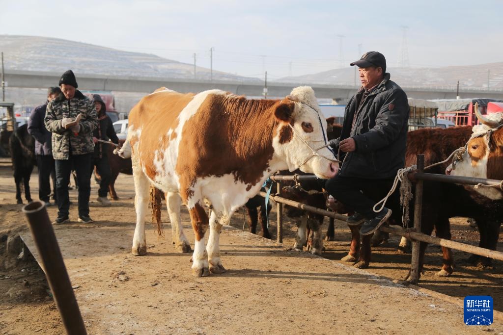 甘肃定西：冬日里的牲畜交易市场