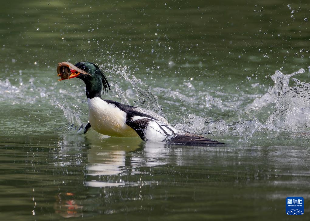 美丽中国｜19只中华秋沙鸭现身福州永泰