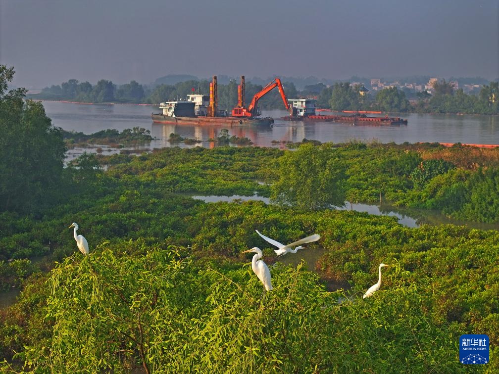 平陆航道白鹭飞