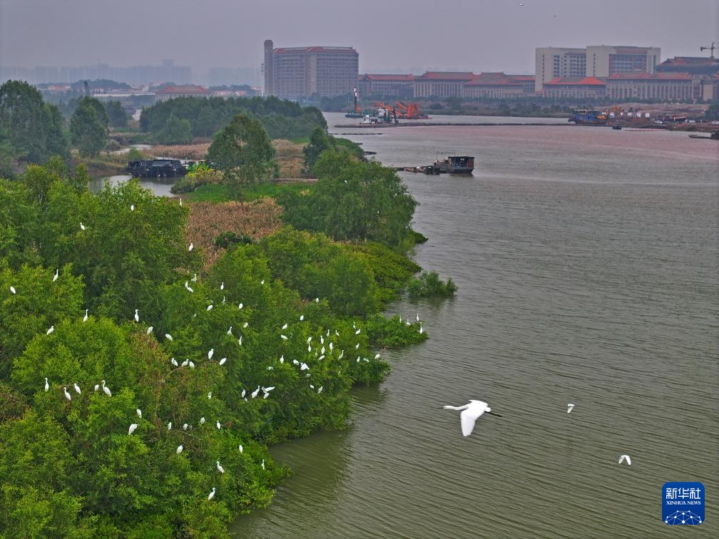 平陆航道白鹭飞