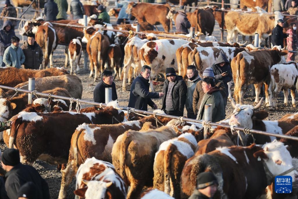 甘肃定西：冬日里的牲畜交易市场