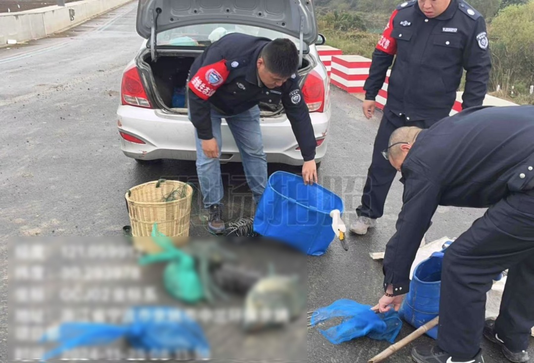 在杭州湾湿地非法狩猎！4人被现场抓获