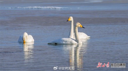 天鹅“做客”天祝鞍子山水库