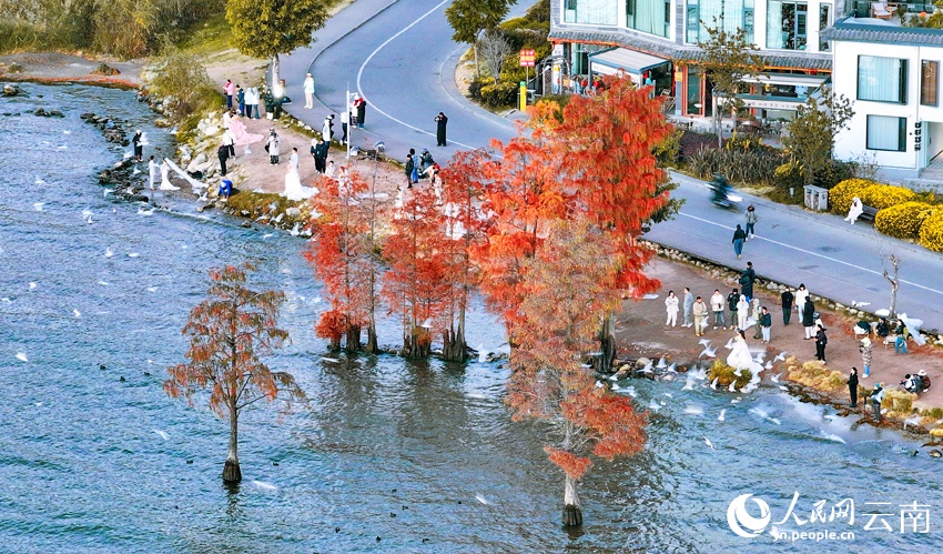 红嘴鸥与水杉点缀洱海的冬日浪漫 红嘴鸥与水杉点缀洱海的冬日浪漫