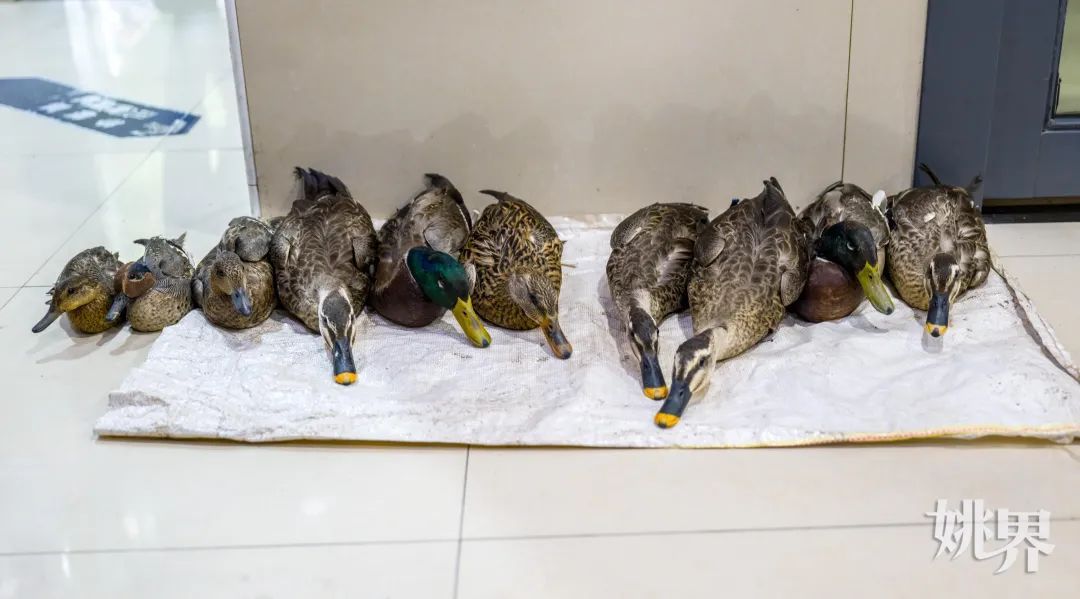 在杭州湾湿地非法狩猎！4人被现场抓获