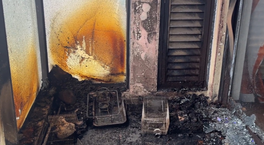 给“喵主子”送温暖，结果变成“烤猫”事件！