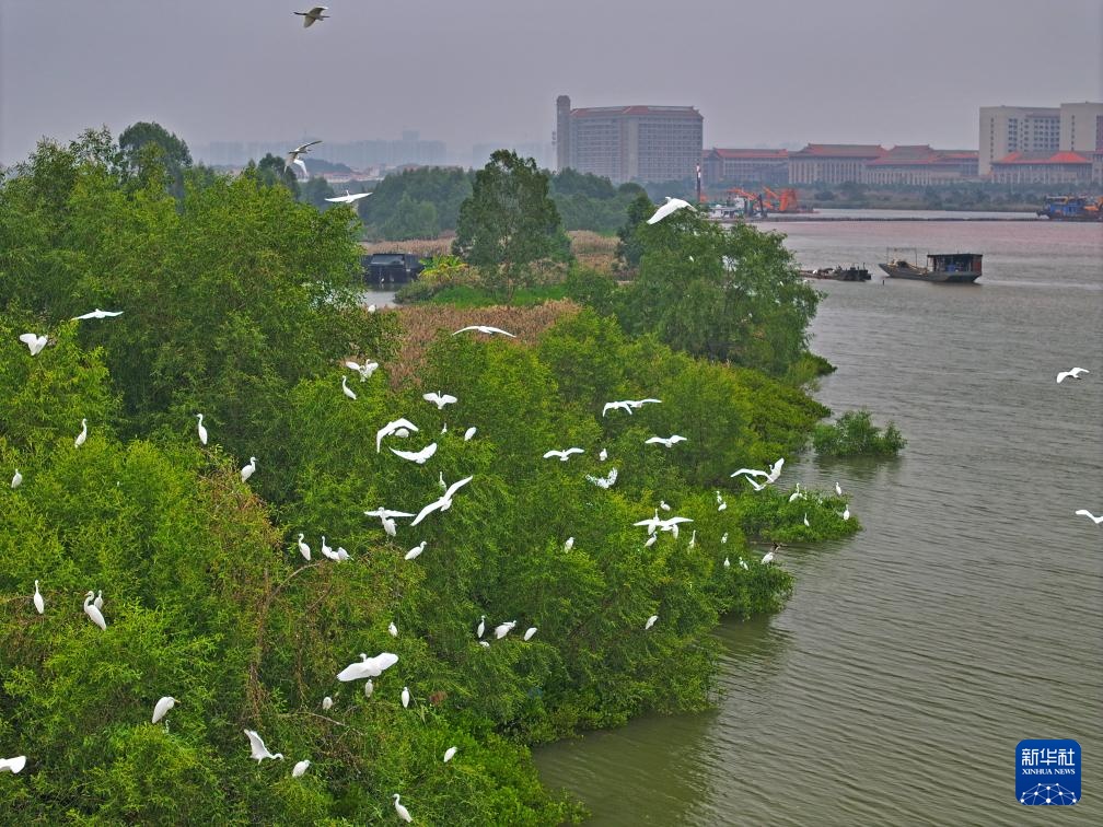 平陆航道白鹭飞
