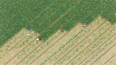 全国蔬菜在田面积同比增加100多万亩