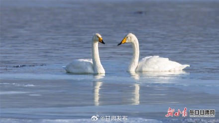 天鹅“做客”天祝鞍子山水库