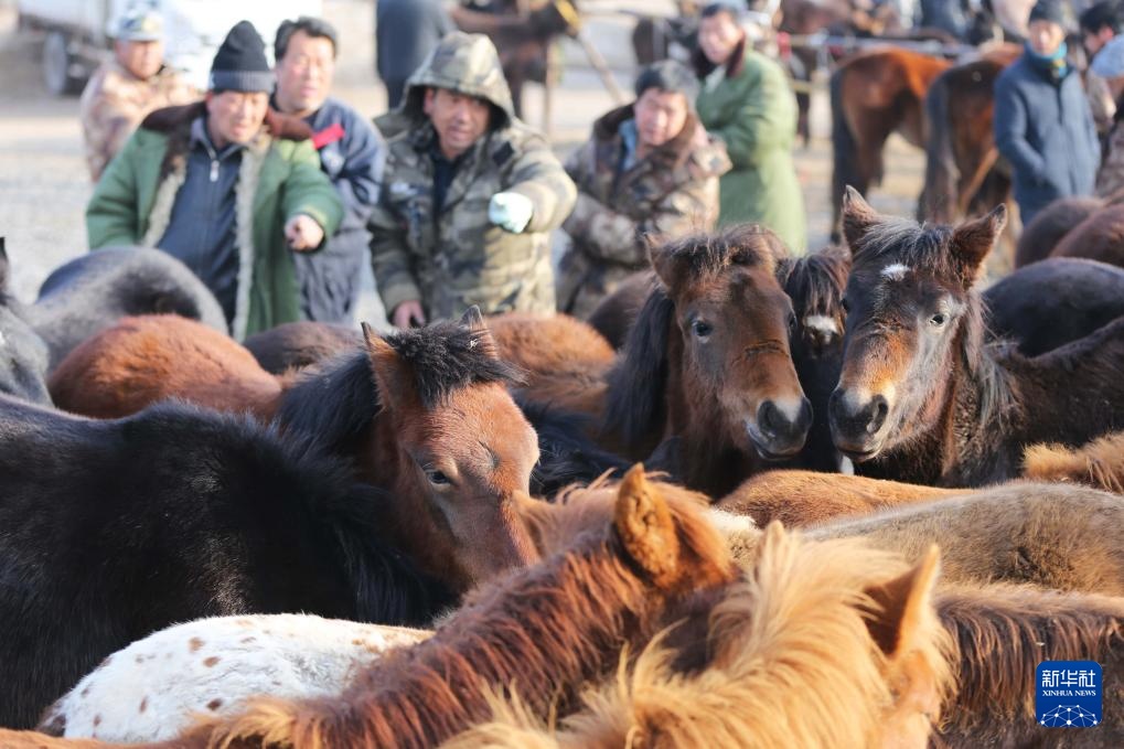 甘肃定西：冬日里的牲畜交易市场